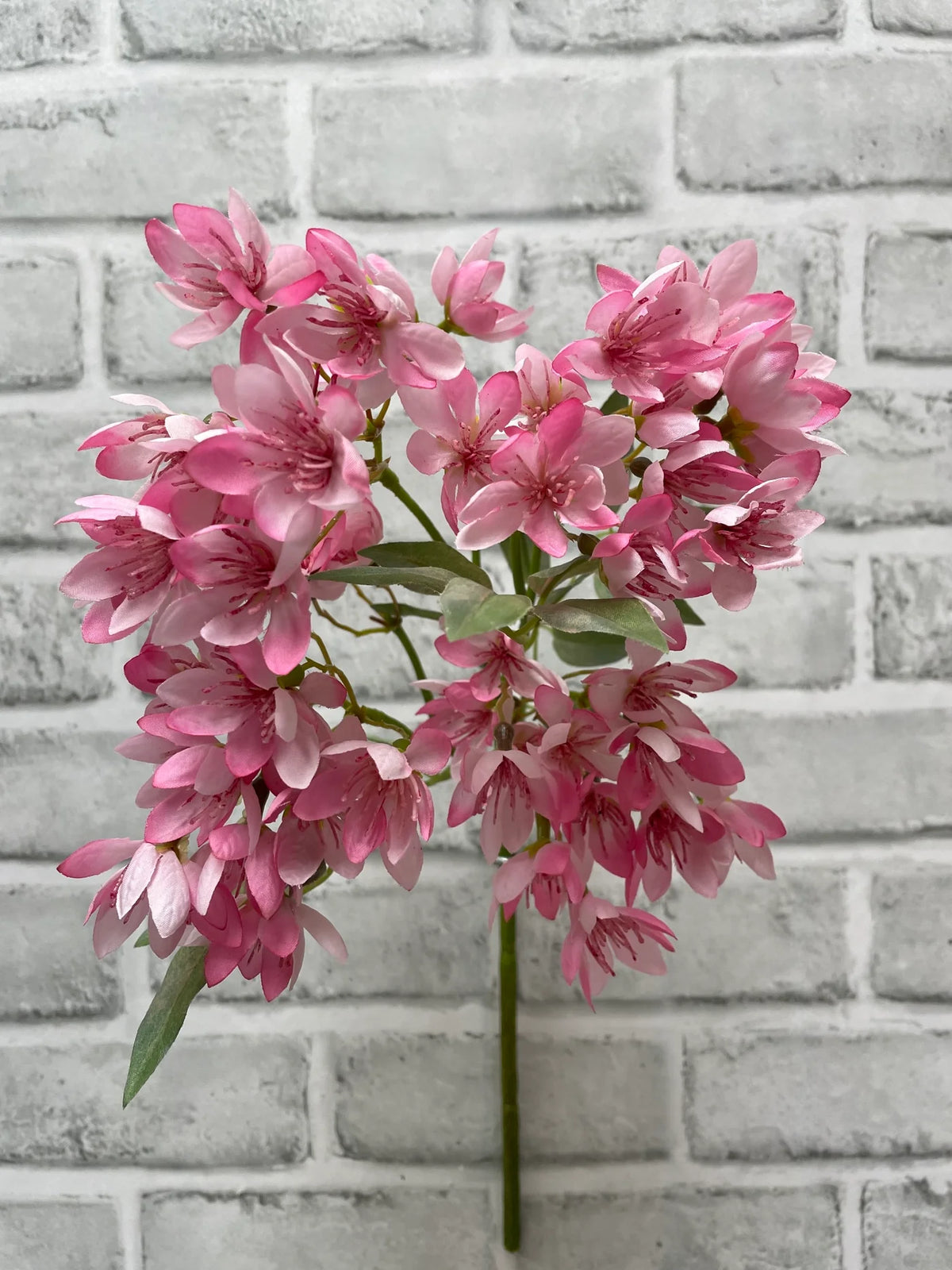Pink Weigela
