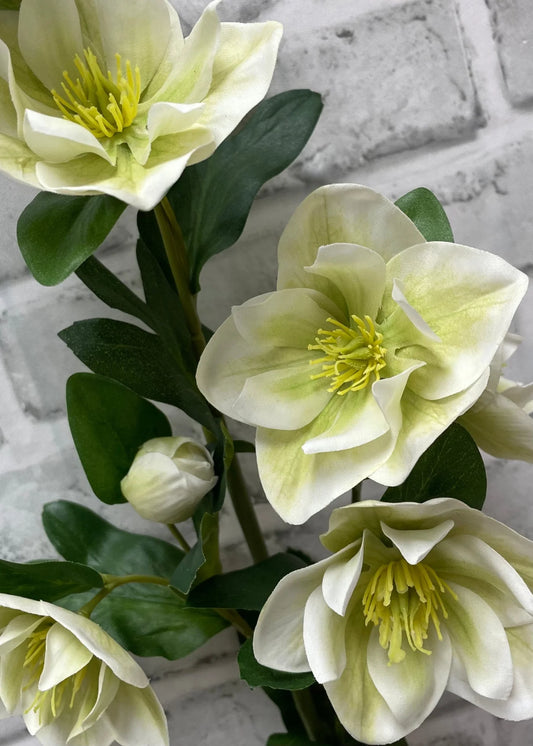 Fresh Touch Helleboes Green White