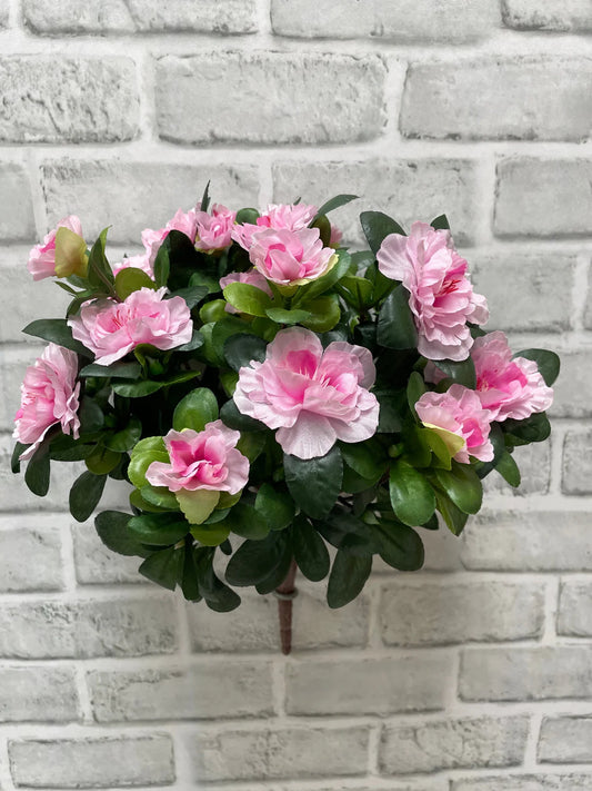 Pink Azalea Bush