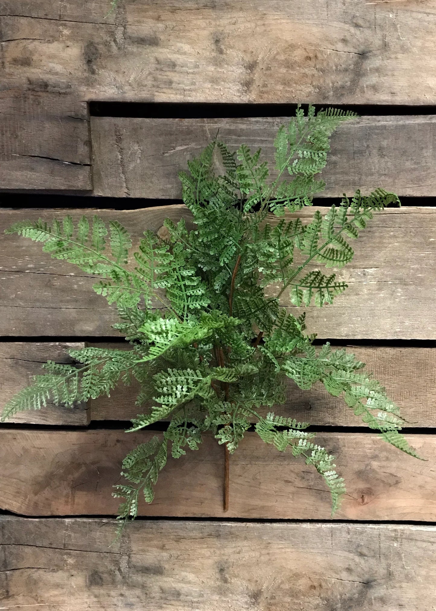 Fresh Touch Lace Fern Bush