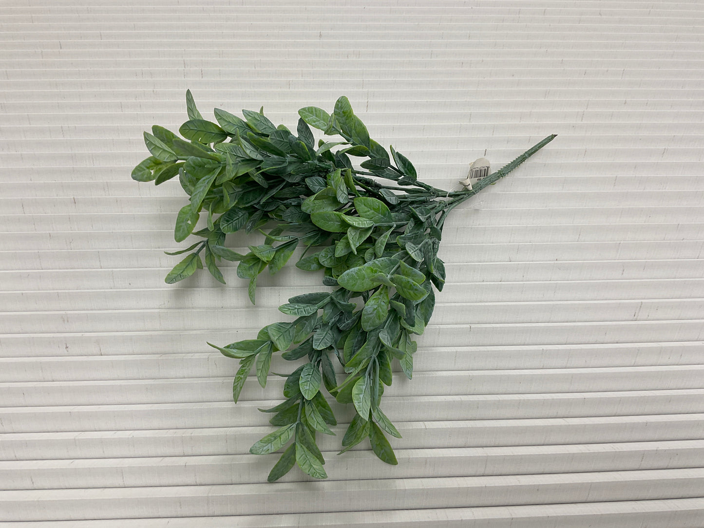 Myrtle Leaf Bush