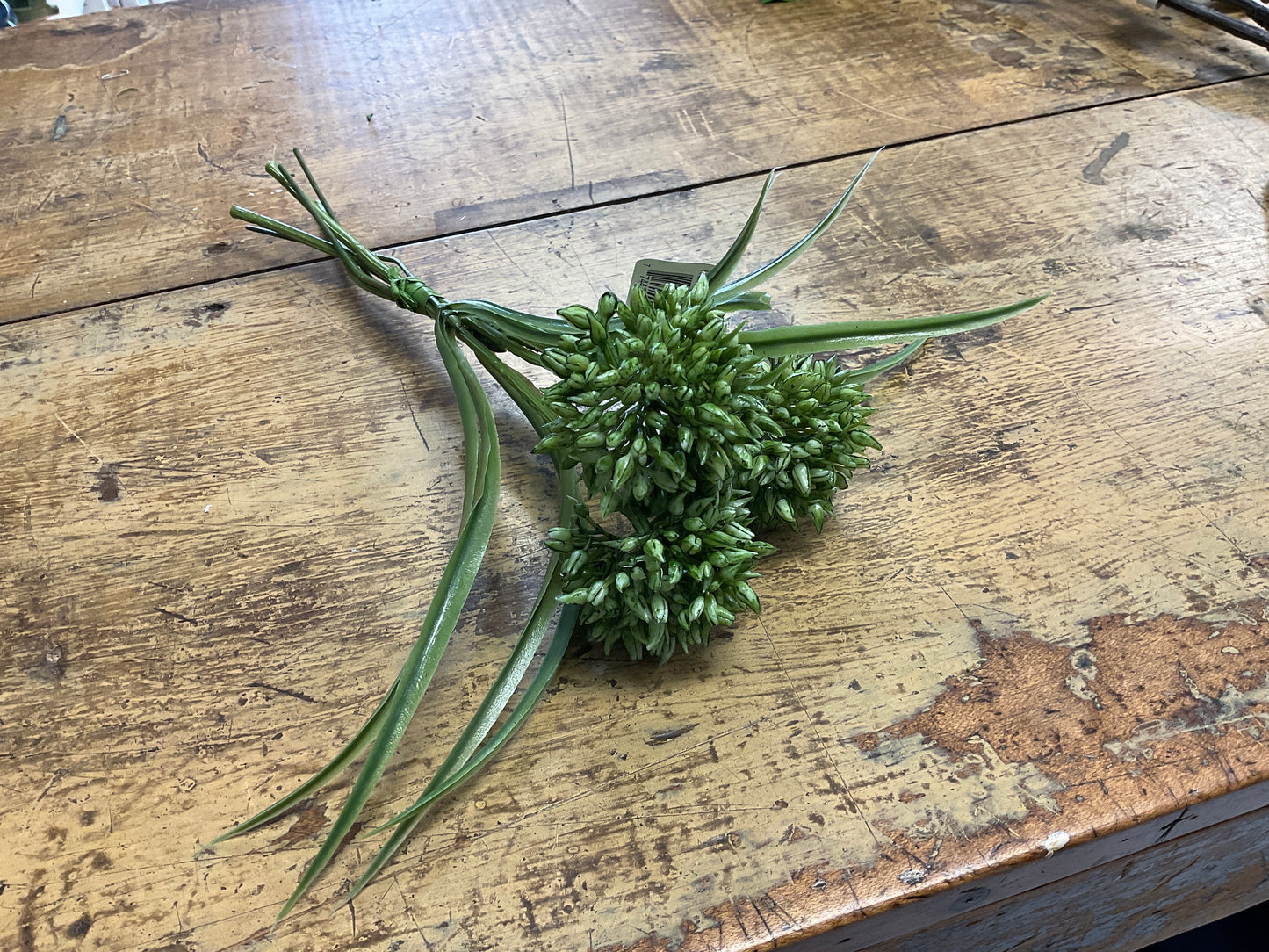 Green Allium Bundle