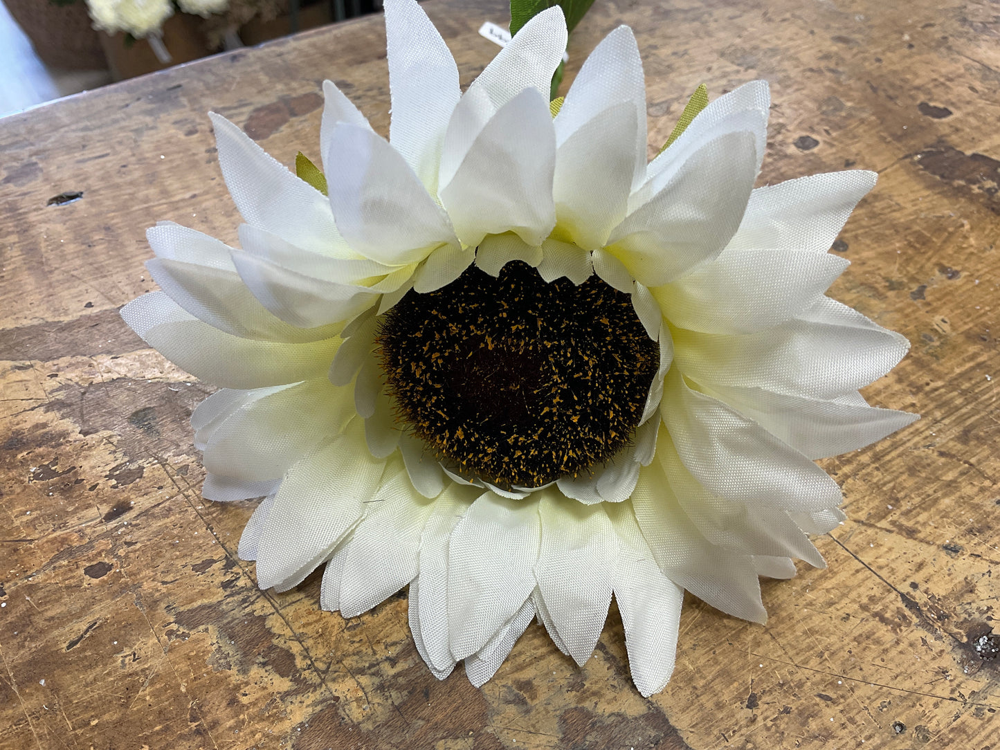 Cream Sunflower Stem
