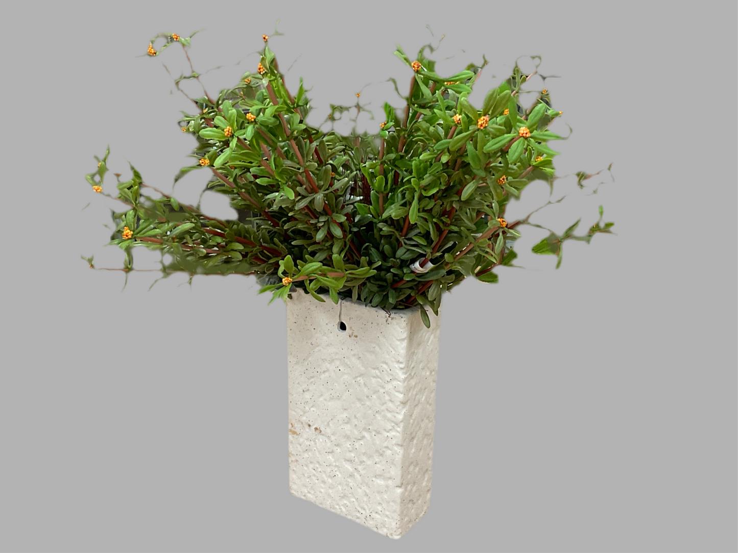 Flowering Moss Plant - 10”