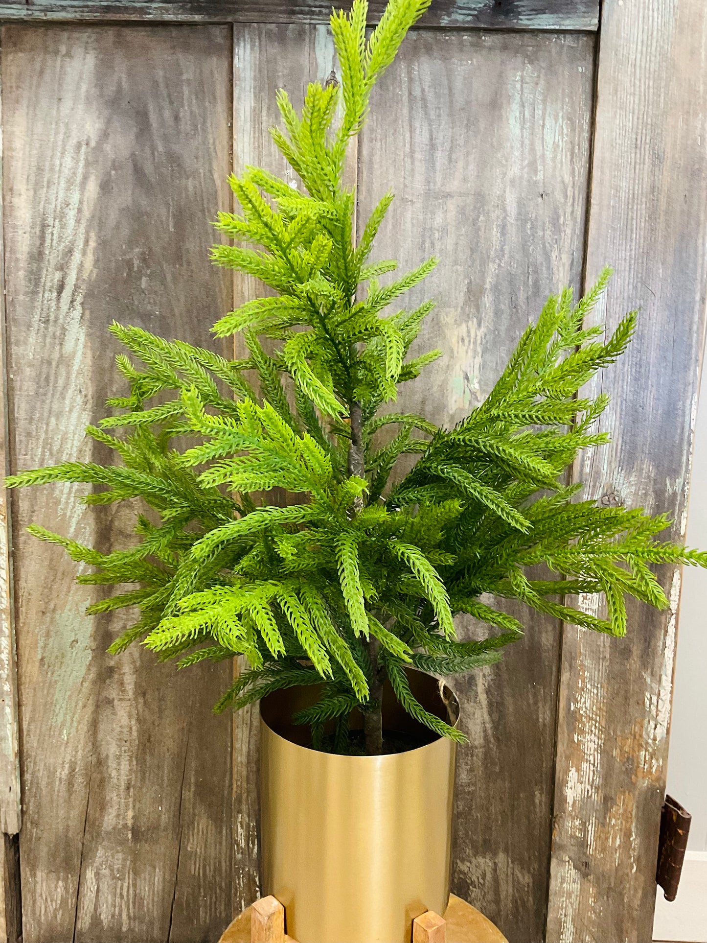 26’’ Norfolk Potted Pine Tree