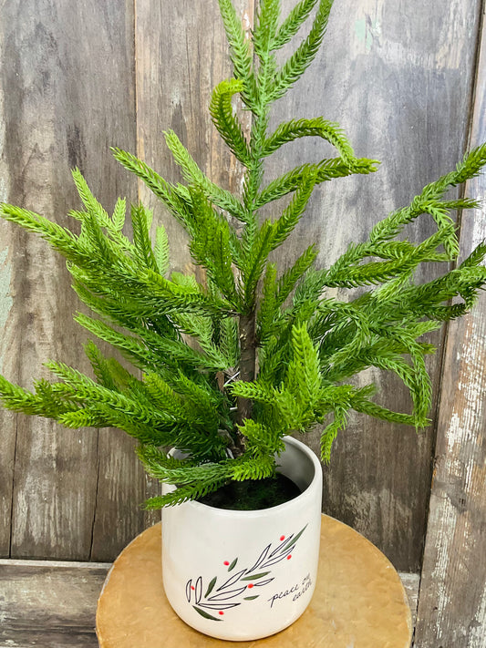 19’’ Norfolk Potted Pine Tree