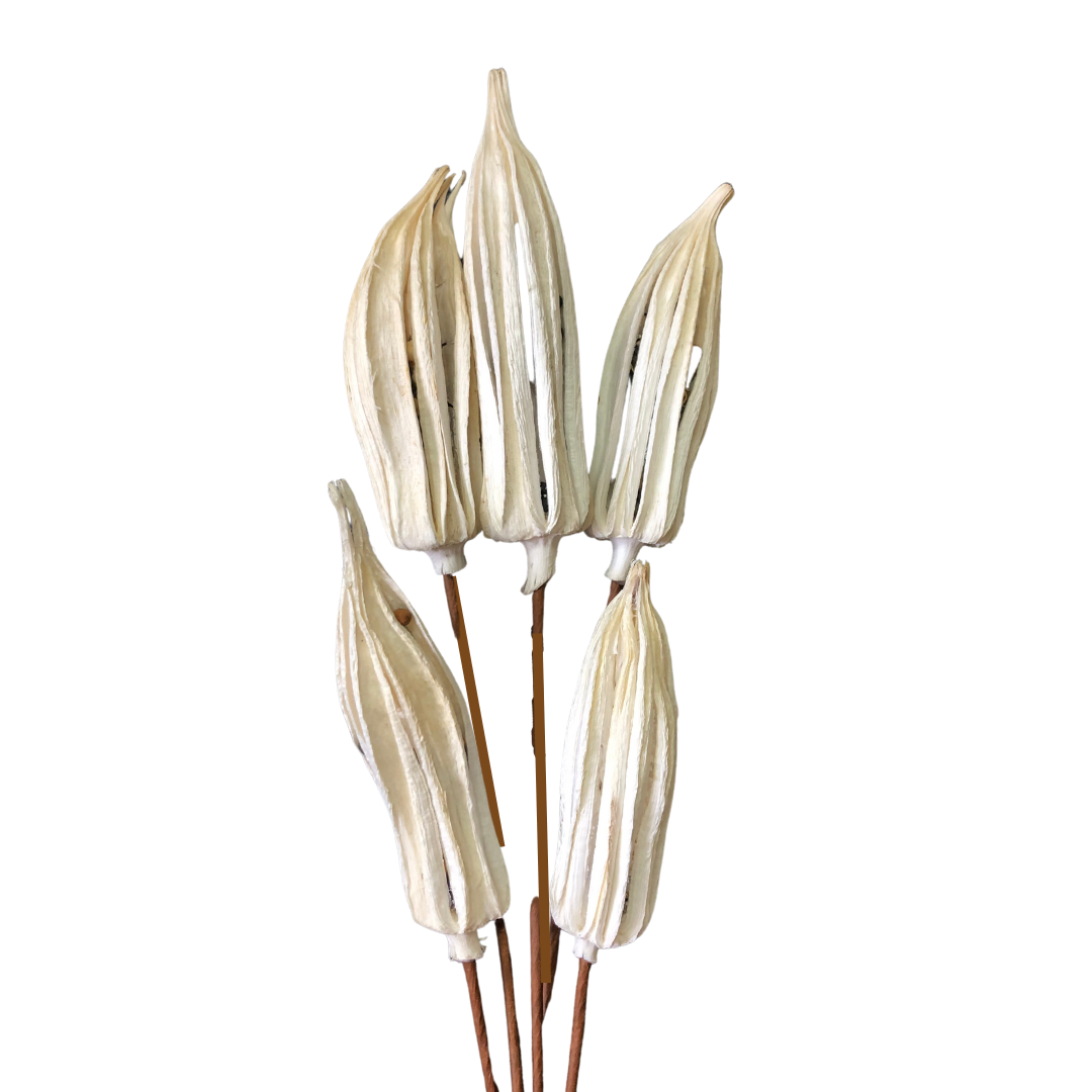 Okra Pod Bundle