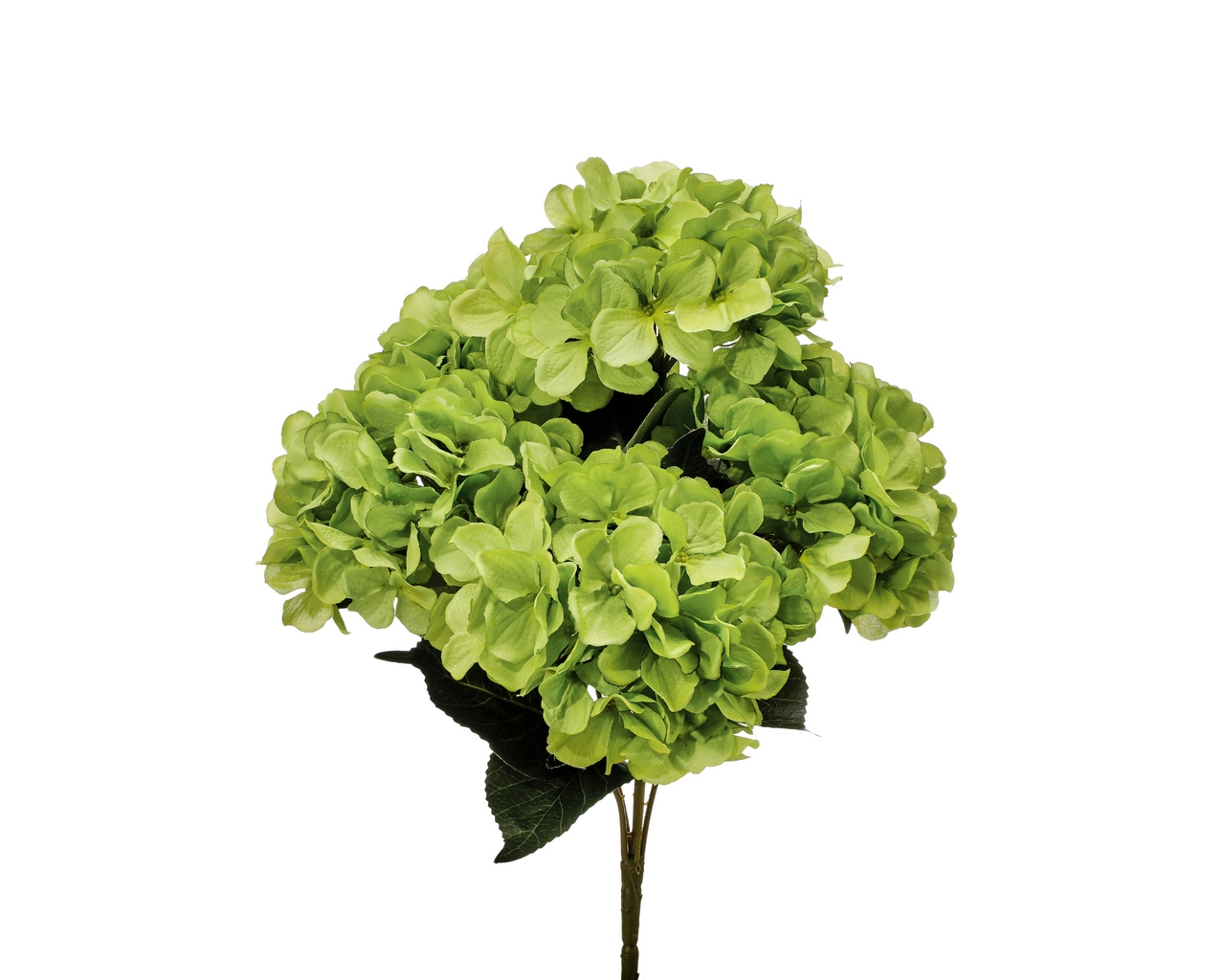 Green Hydrangea Bush