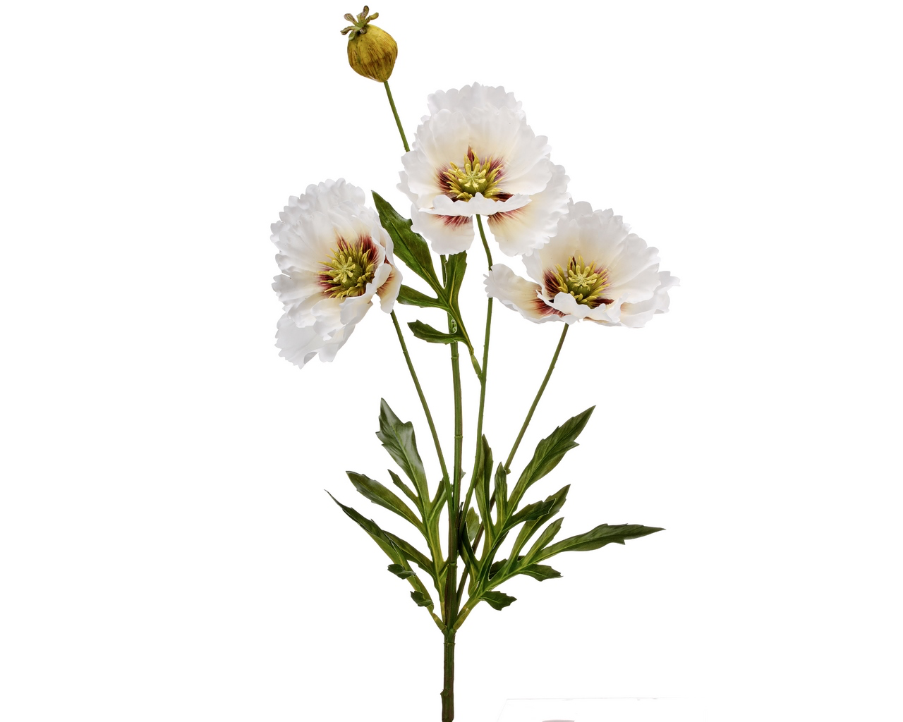 Cream Poppy Spray