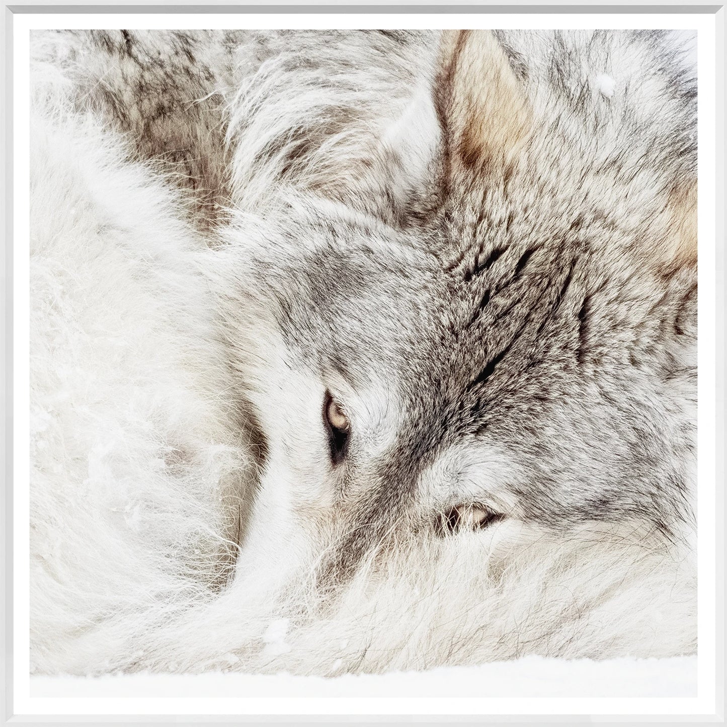 Grey Wolf Print