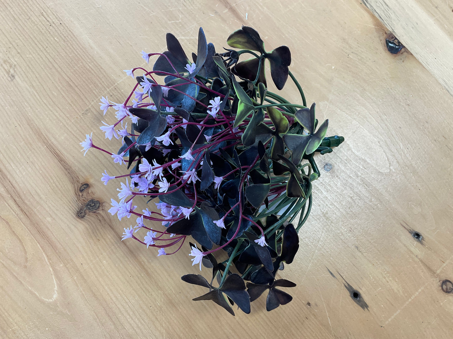 Oxalis Bush