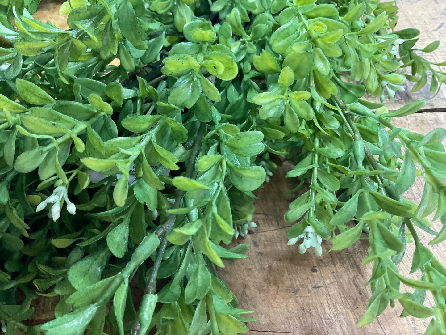 Boxwood Wreath