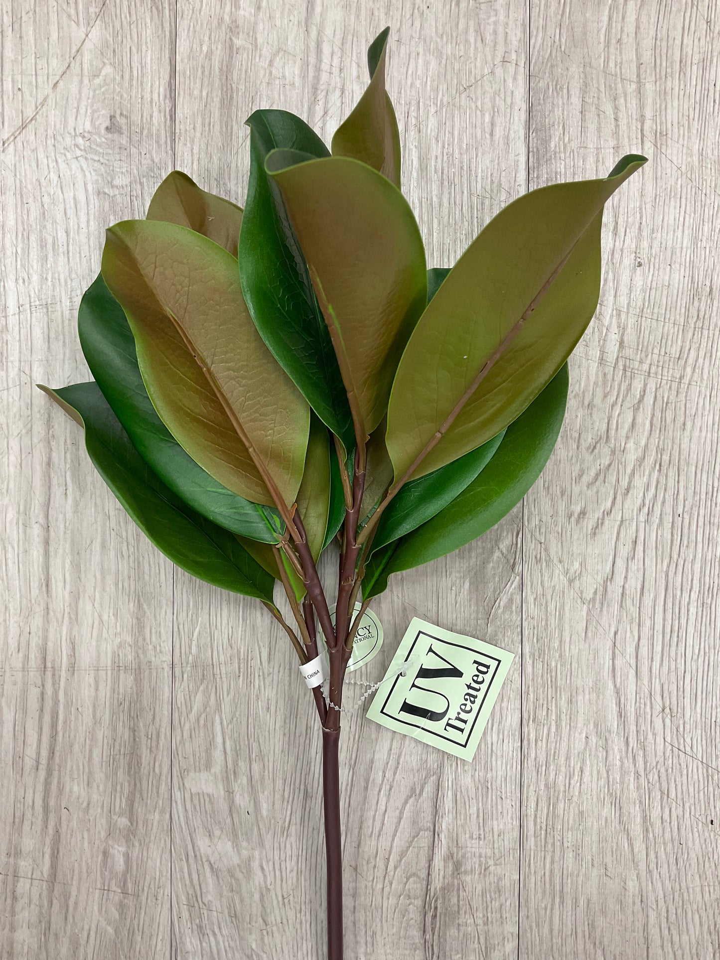 UV Protected Magnolia Leaf Stem