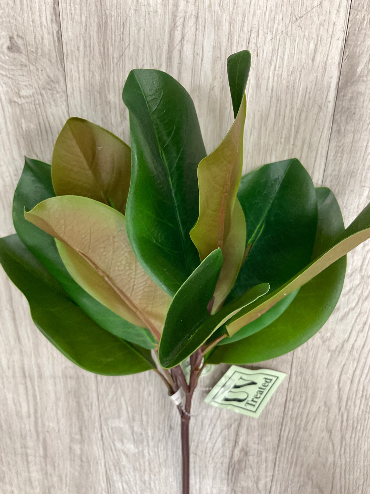 UV Protected Magnolia Leaf Stem