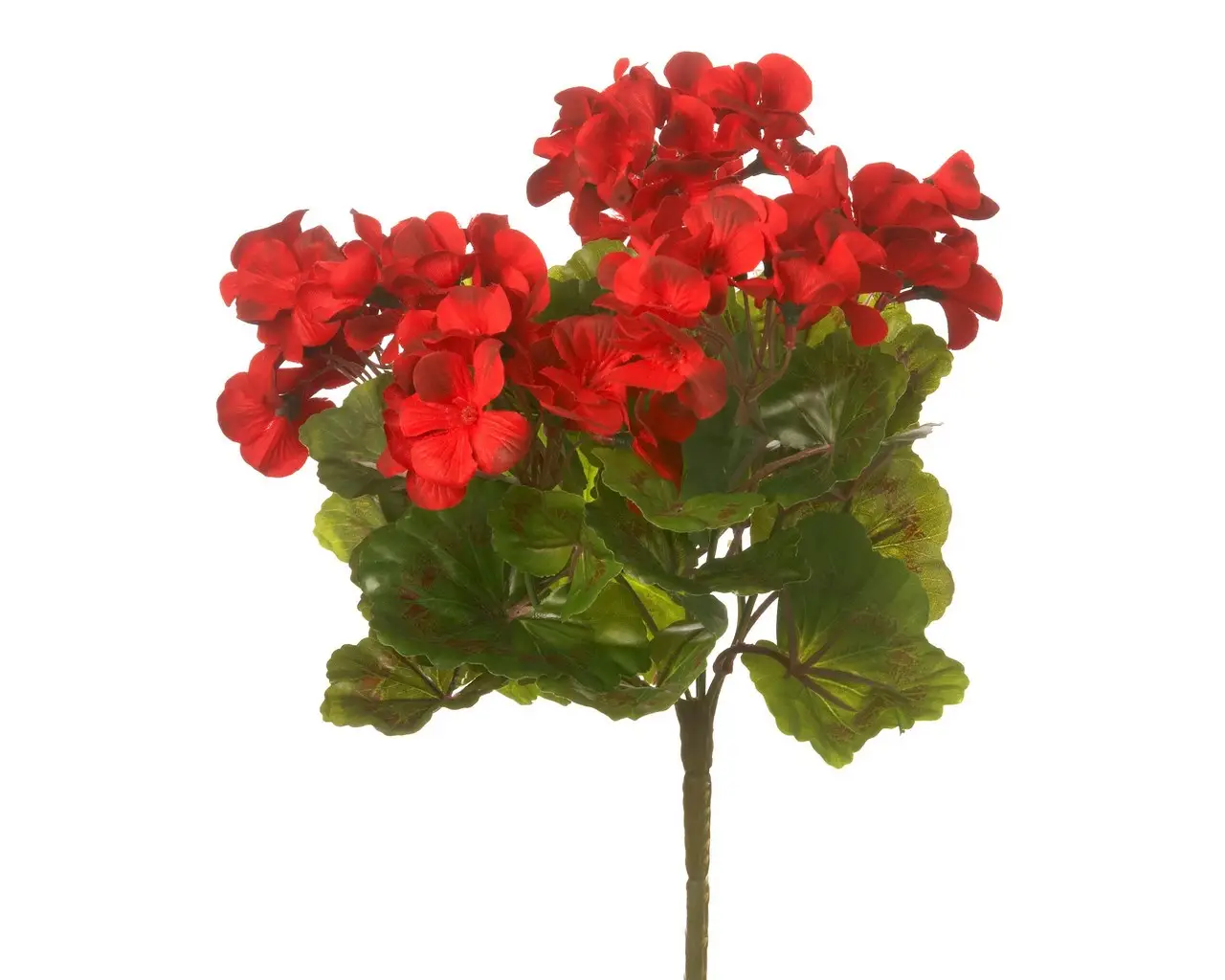 UV Protected Geranium Bush