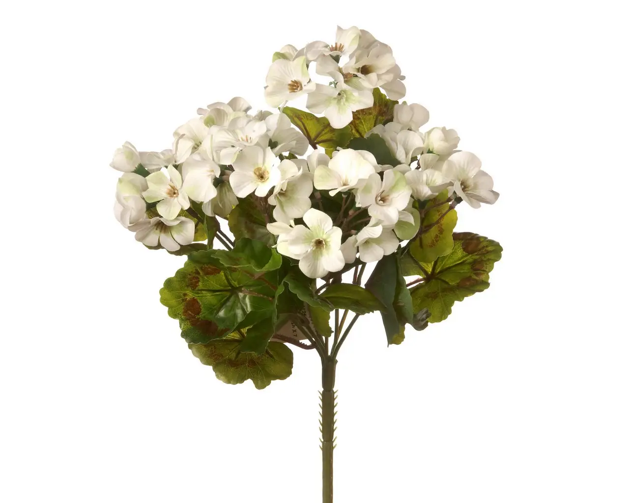 UV Protected Geranium White