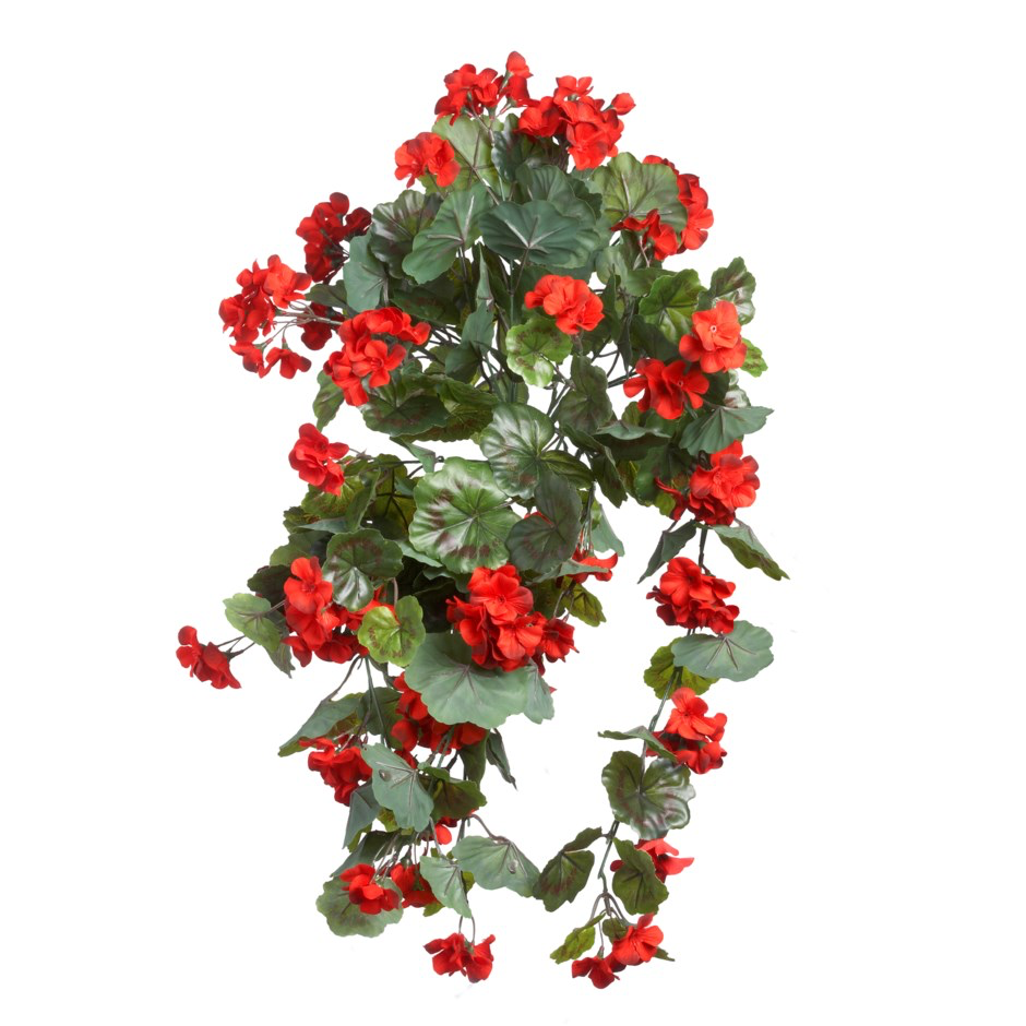 UV Protected Hanging Geranium Bush