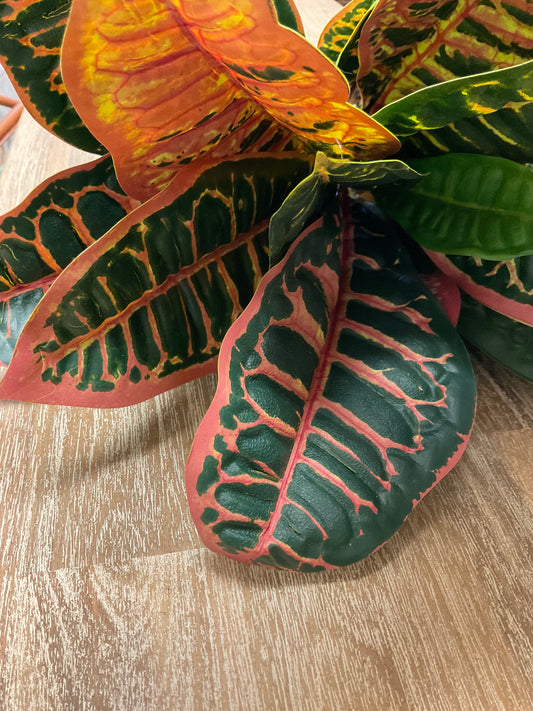 UV Protected Croton