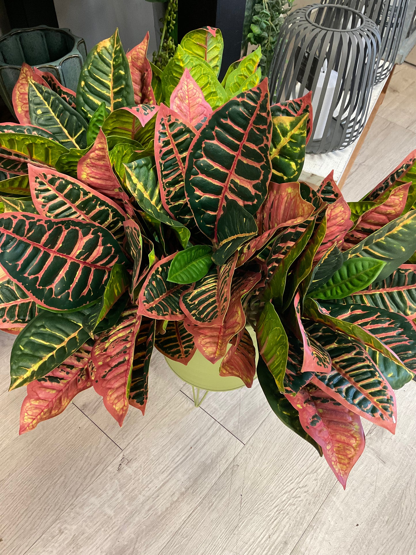 UV Protected Croton