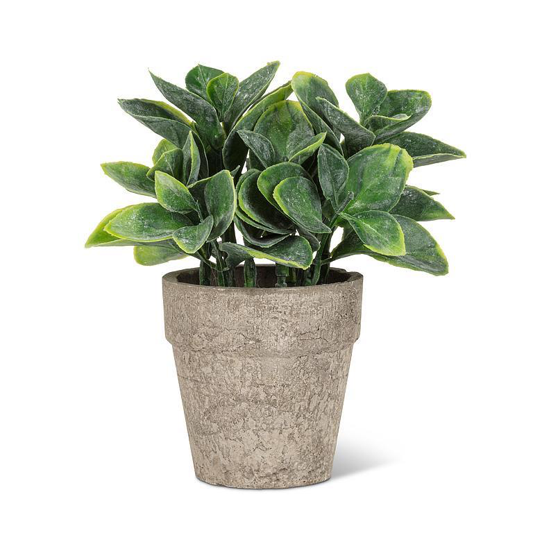 Potted Spade Leaf