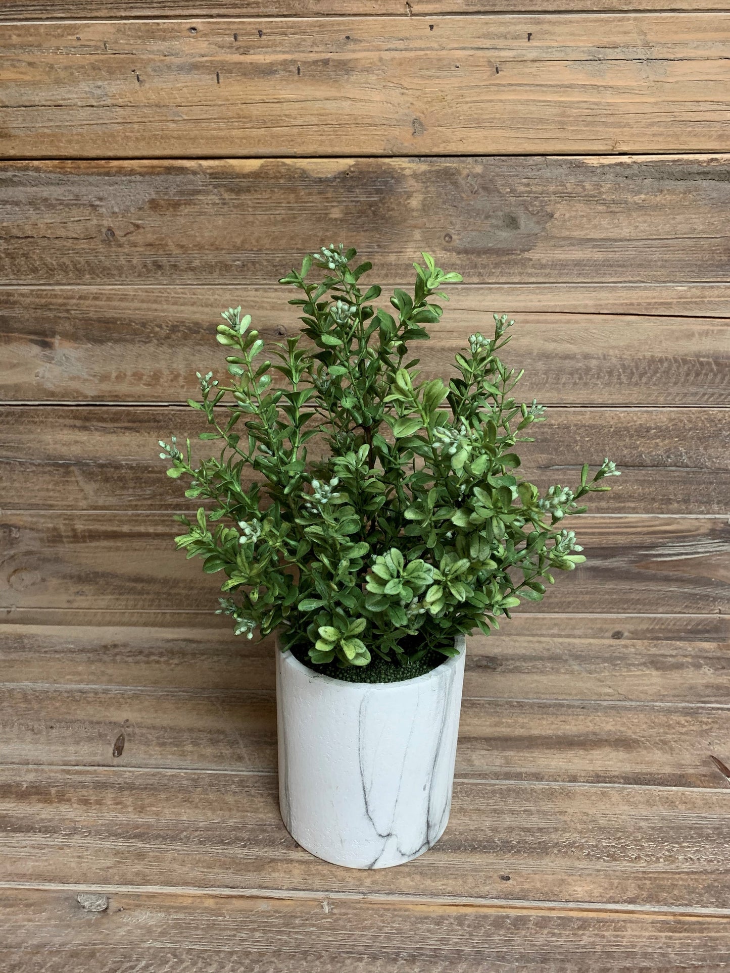 Modern Potted Boxwood Bush