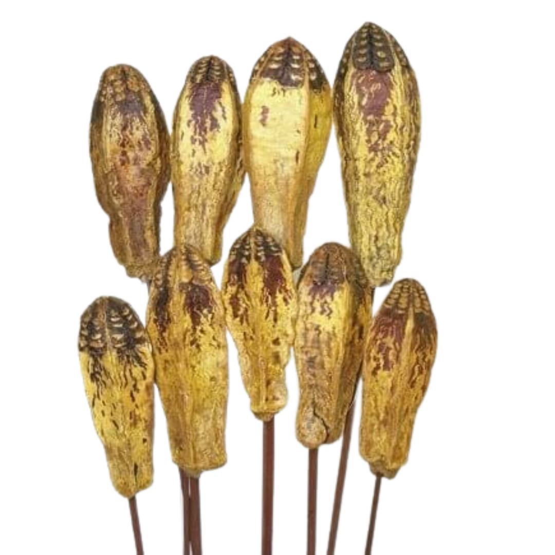 Mahogany Pods - Yellow