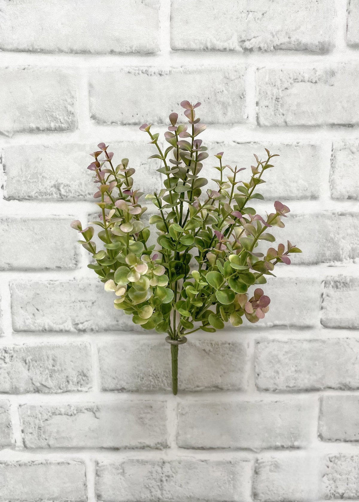 Burgundy Green 10” Eucalyptus Bush