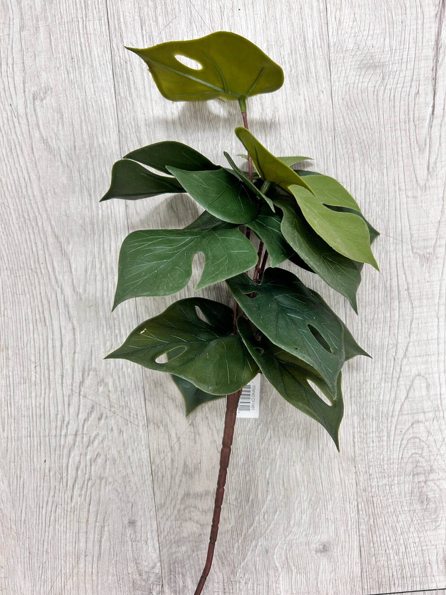 Swiss Cheese Plant