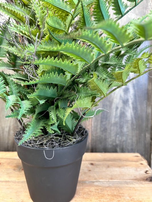 Potted Fern