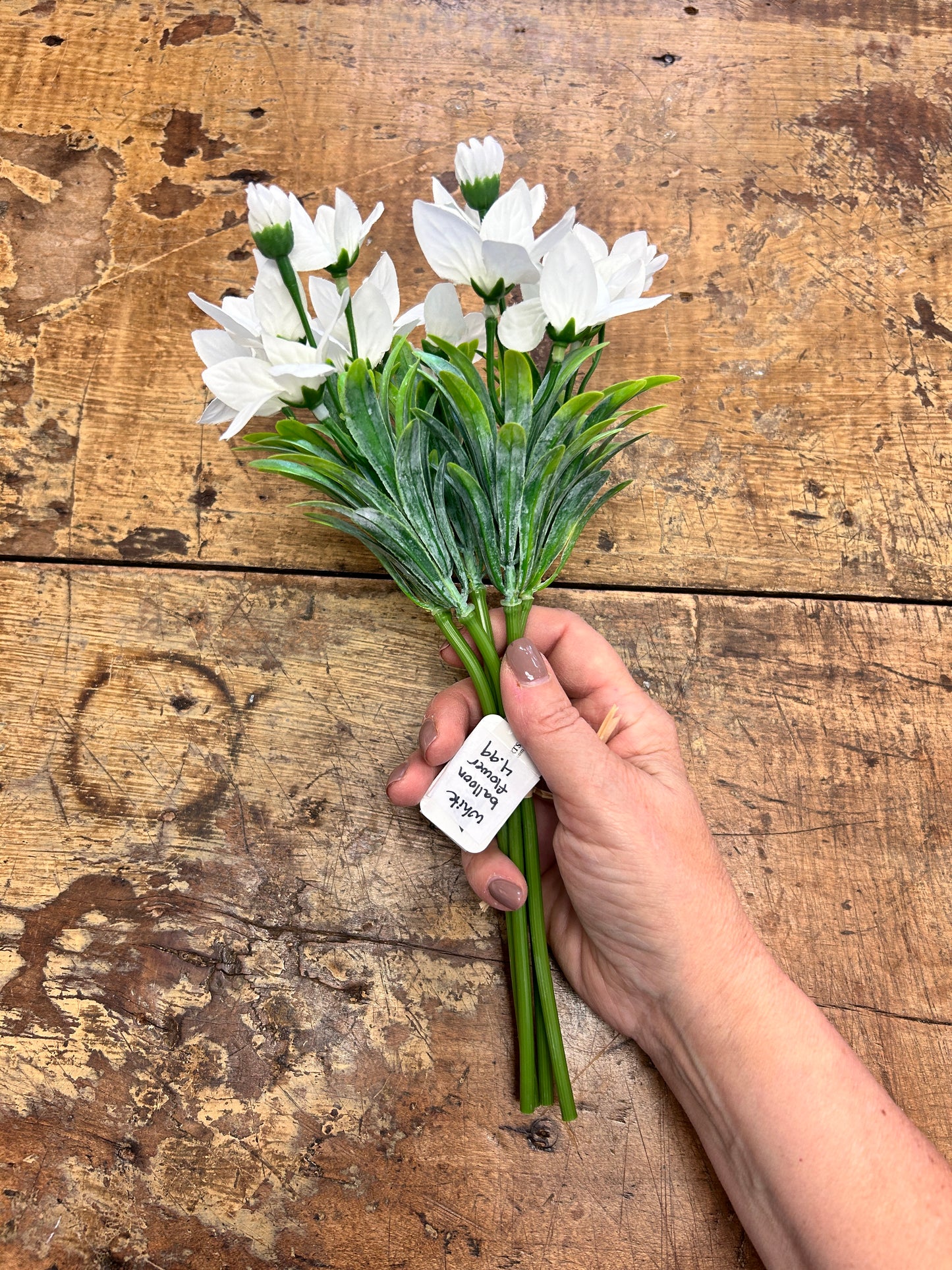 White Balloon Flower