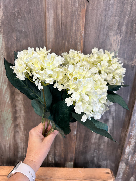 Cream Hydrangea Bush