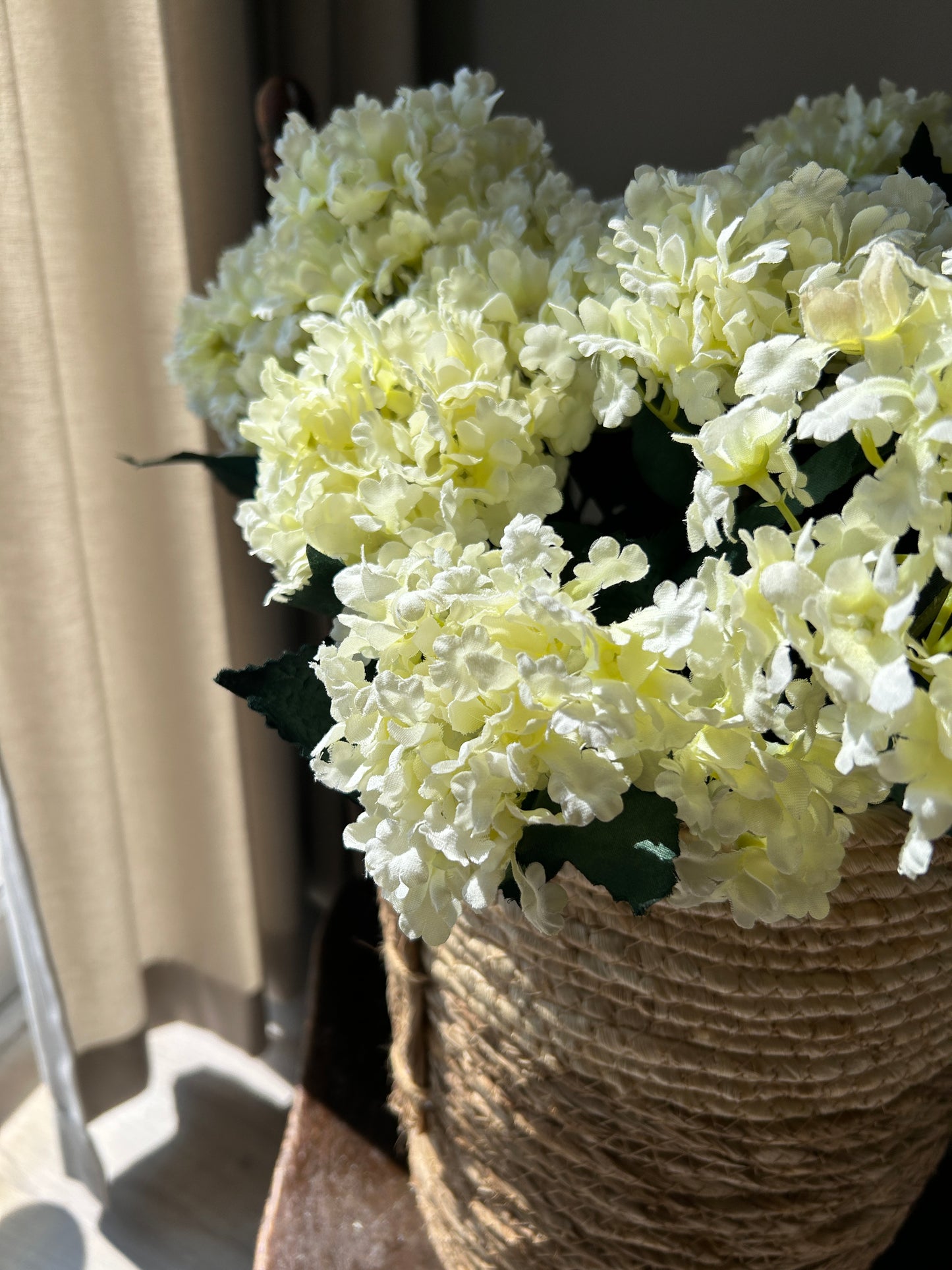 Cream Hydrangea Bush