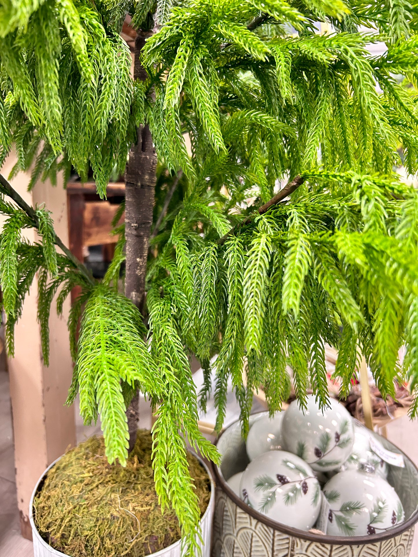 60'' Norfolk Potted Pine Tree