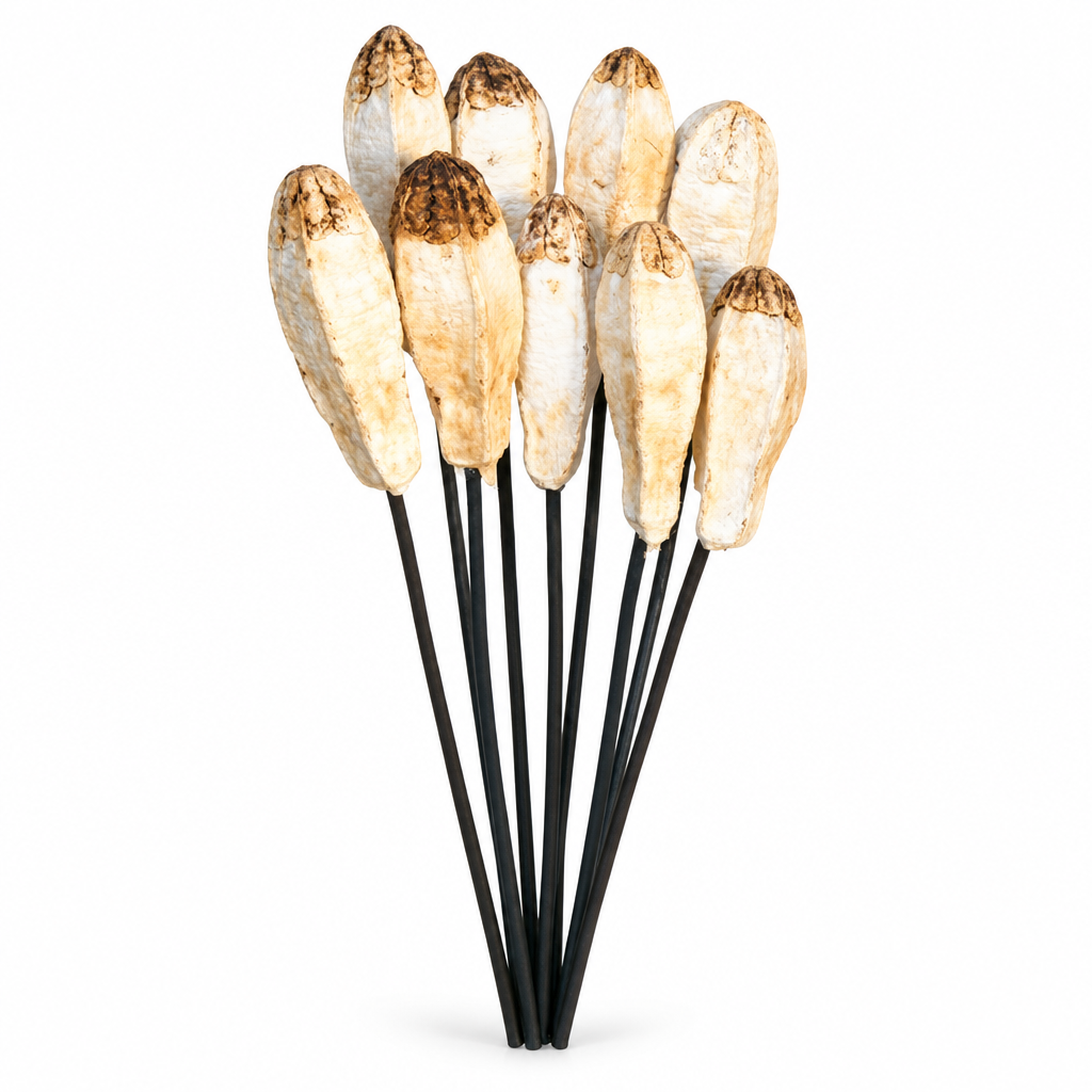 Mahogany Pods - Bleached