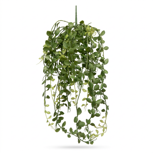 Button Leaf Hanging Bush 30''