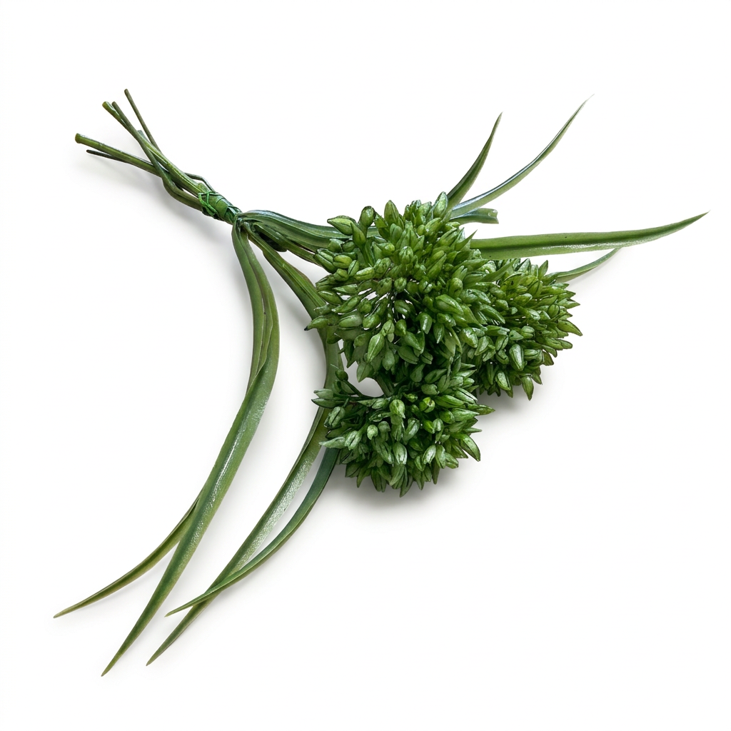 Green Allium Bundle