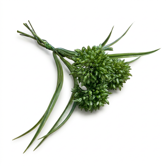 Green Allium Bundle