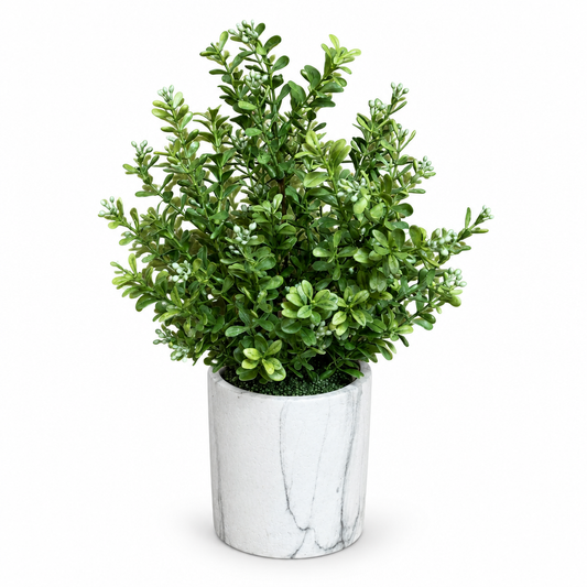 Modern Potted Boxwood Bush