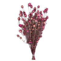 20'' Pink Nigella