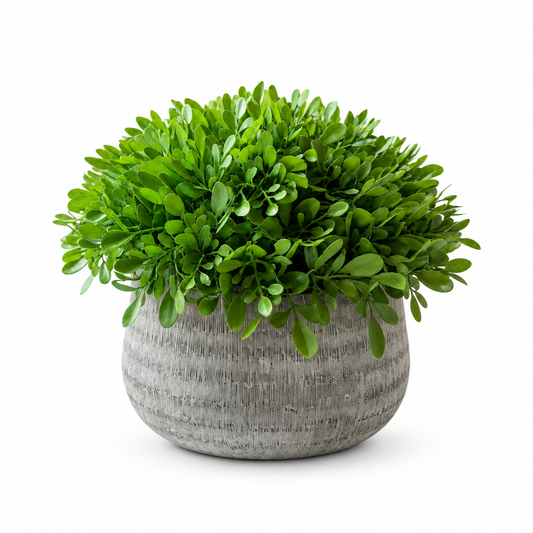 Boxwood in Rustic Cement Pot