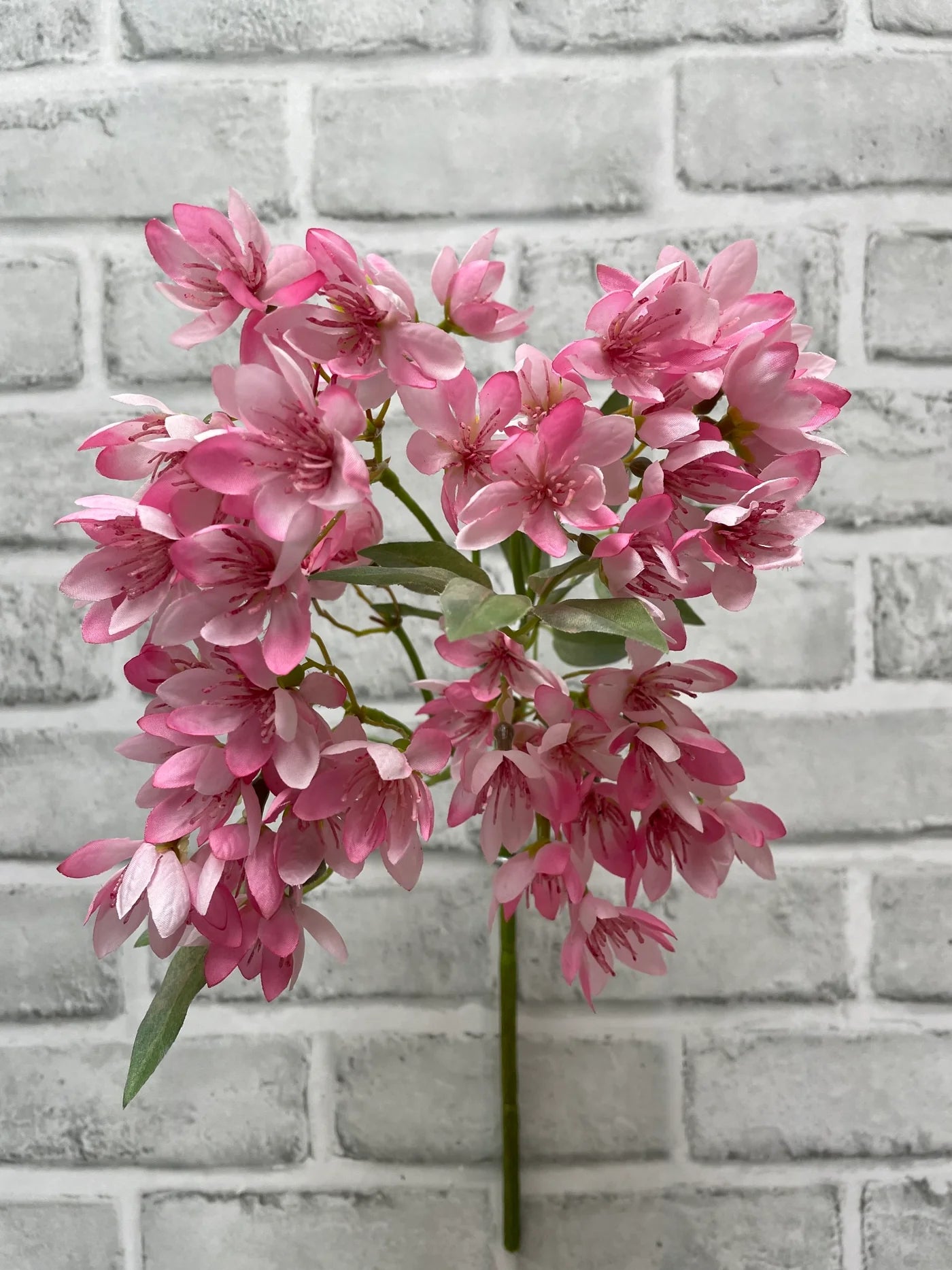 Pink Weigela