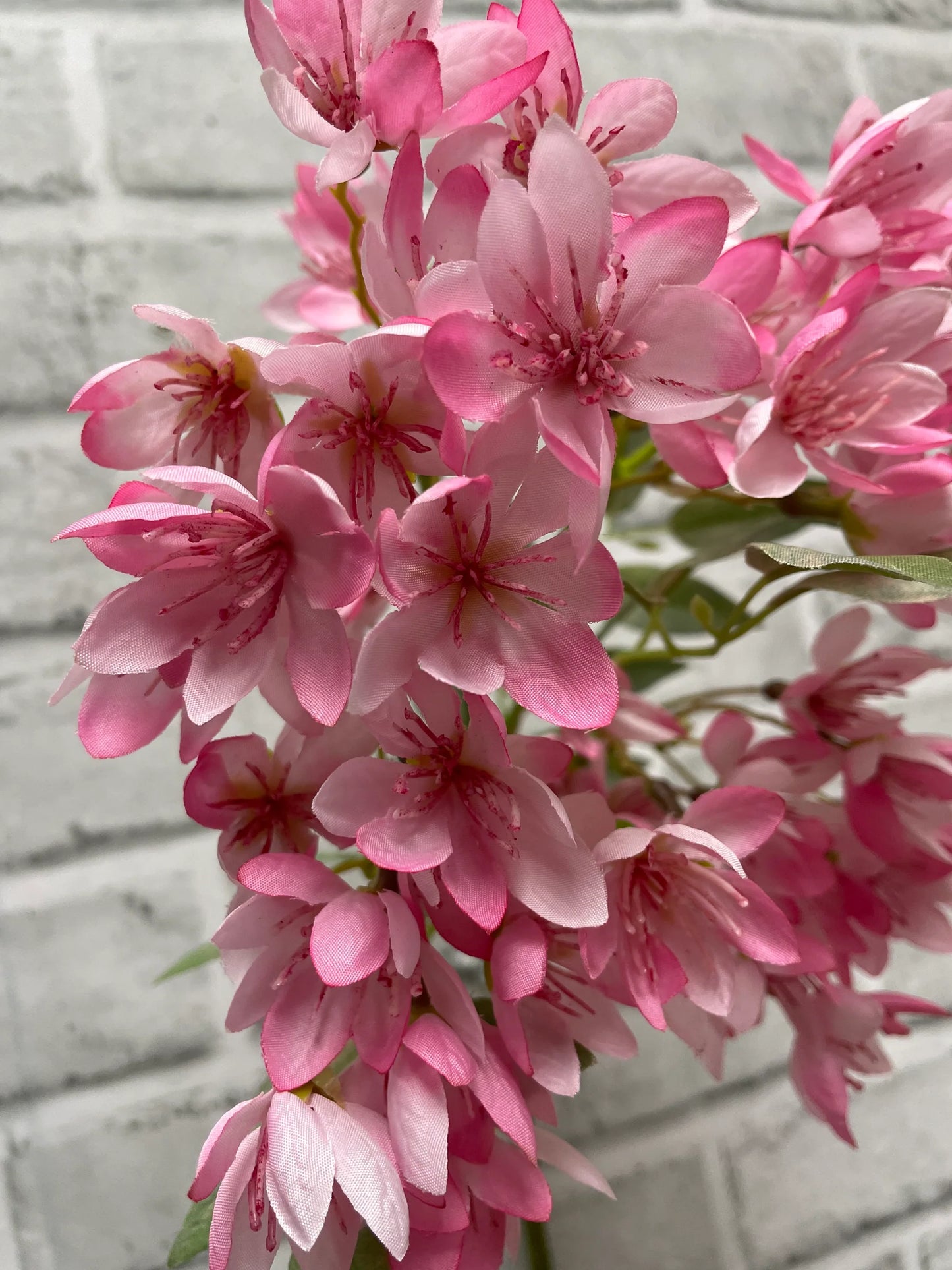 Pink Weigela