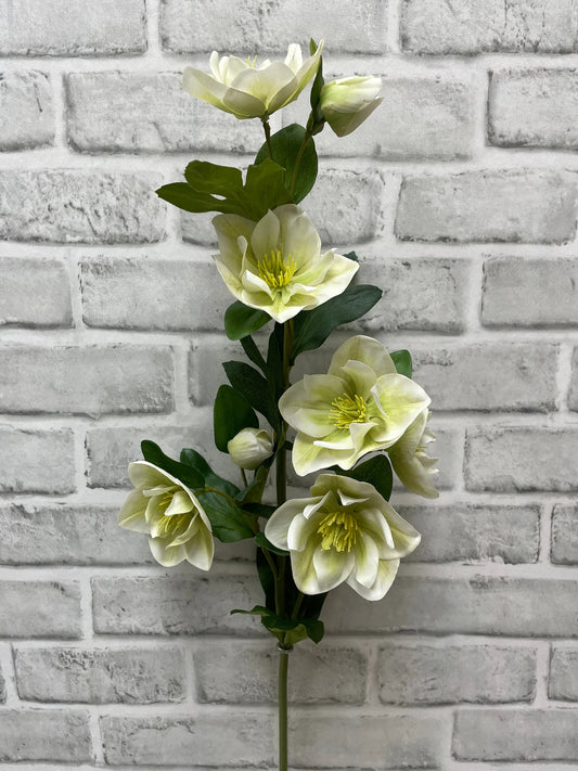 Fresh Touch Helleboes Green White