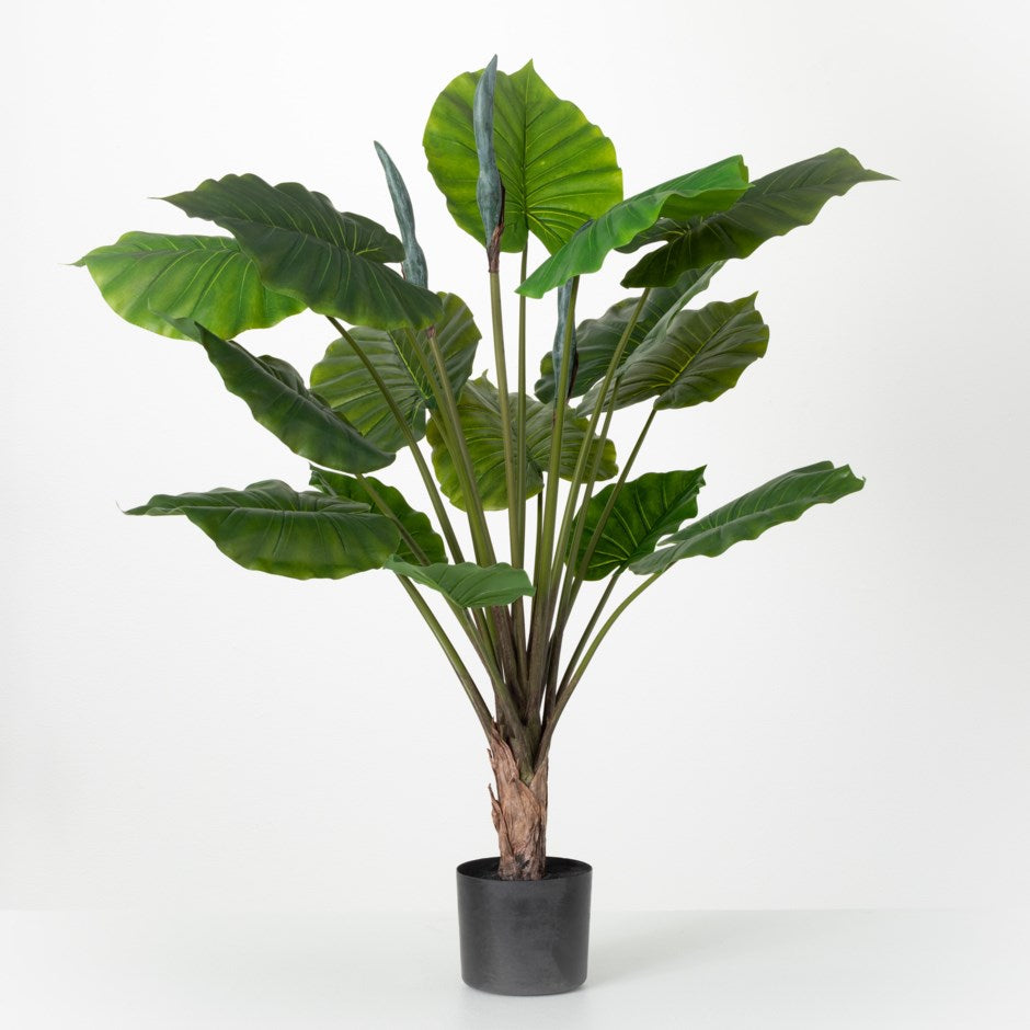 Potted Syngonium Palm