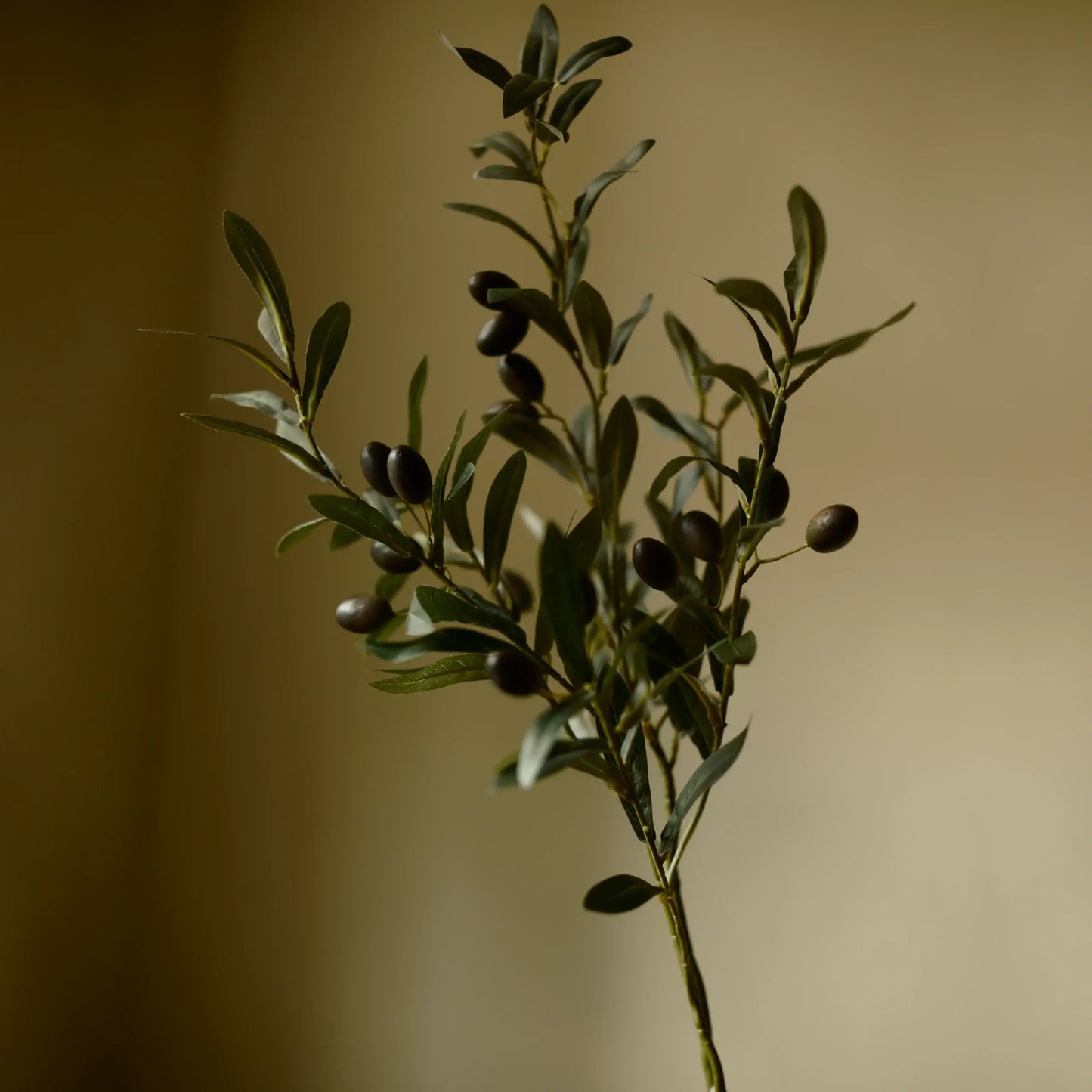 Olive Branch