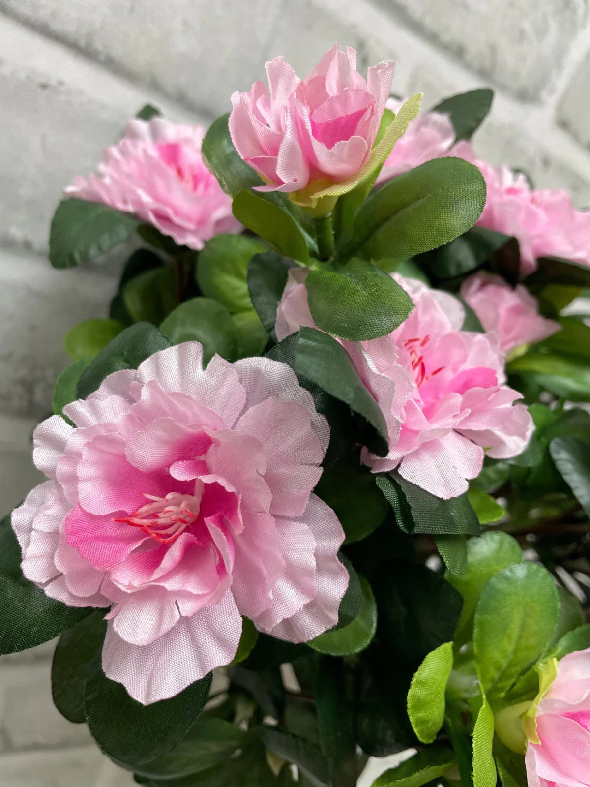 Pink Azalea Bush