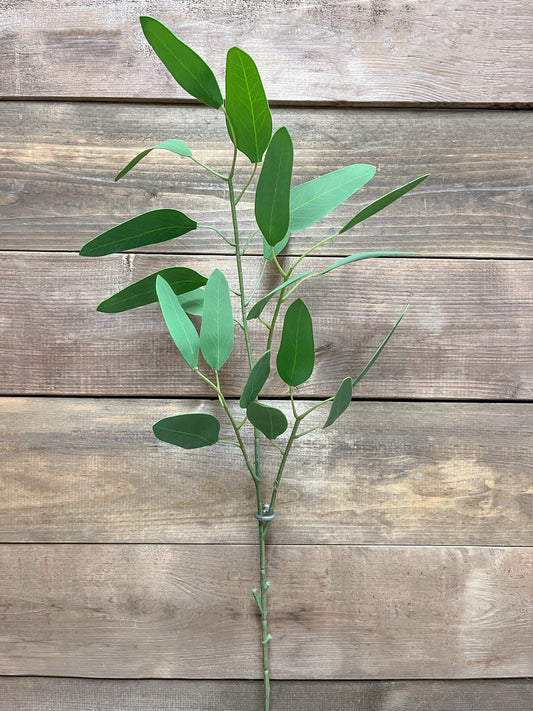 Feather Eucalyptus Spray