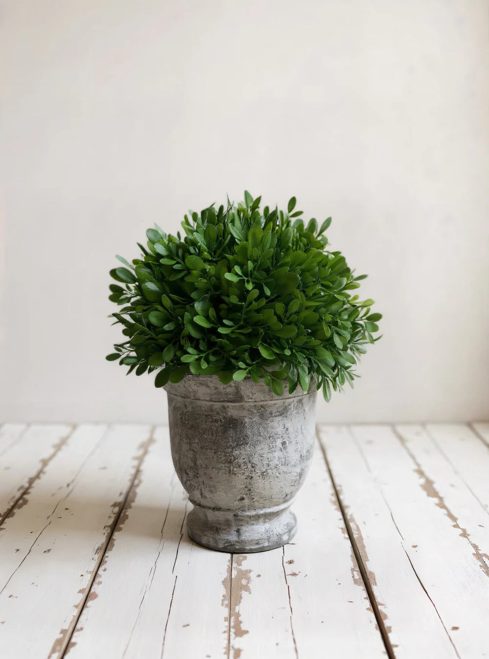 Potted Boxwood