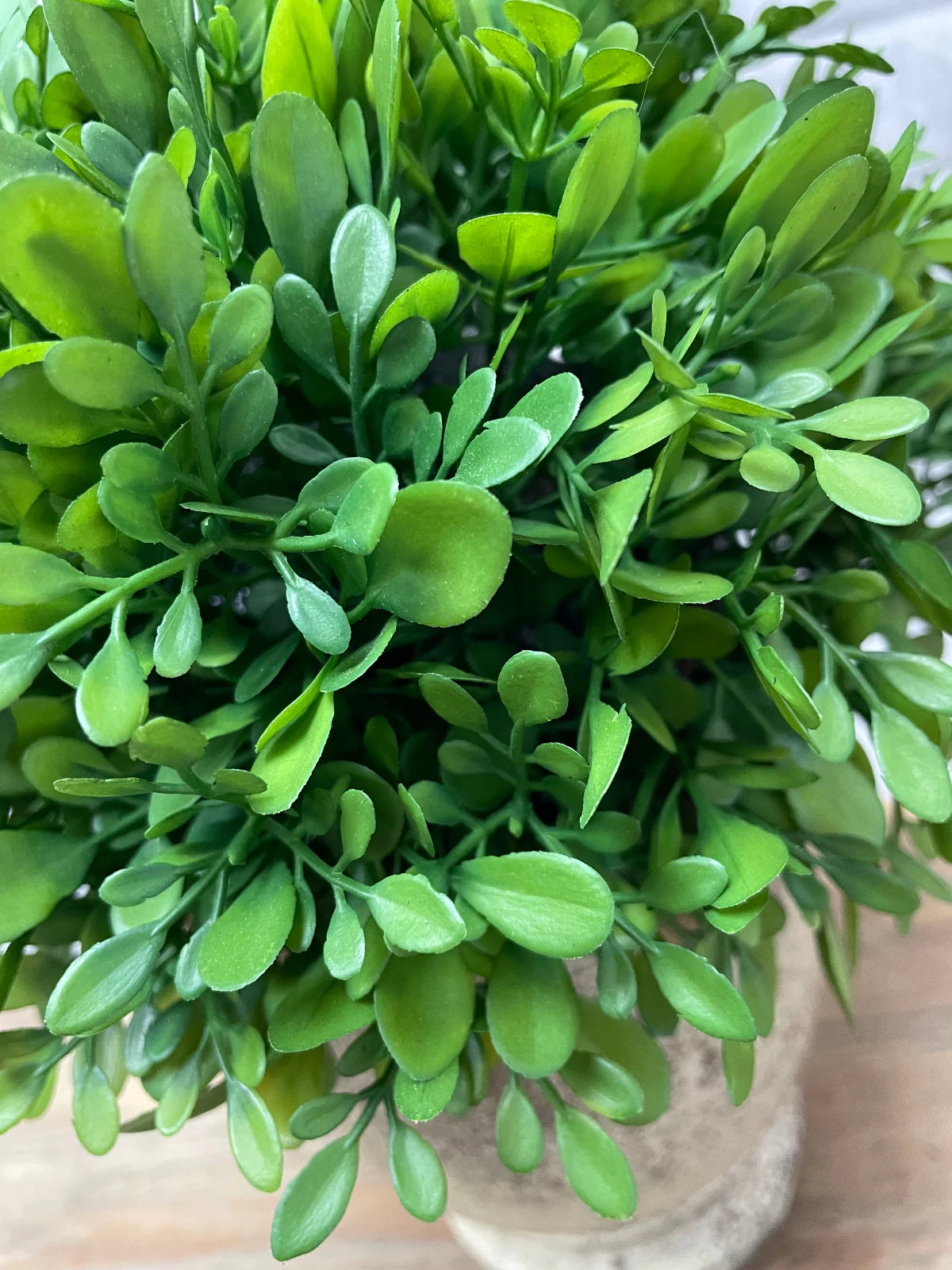Potted Boxwood