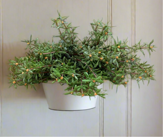 Flowering Moss Plant - 10”